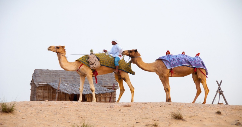 camel-ride-uae